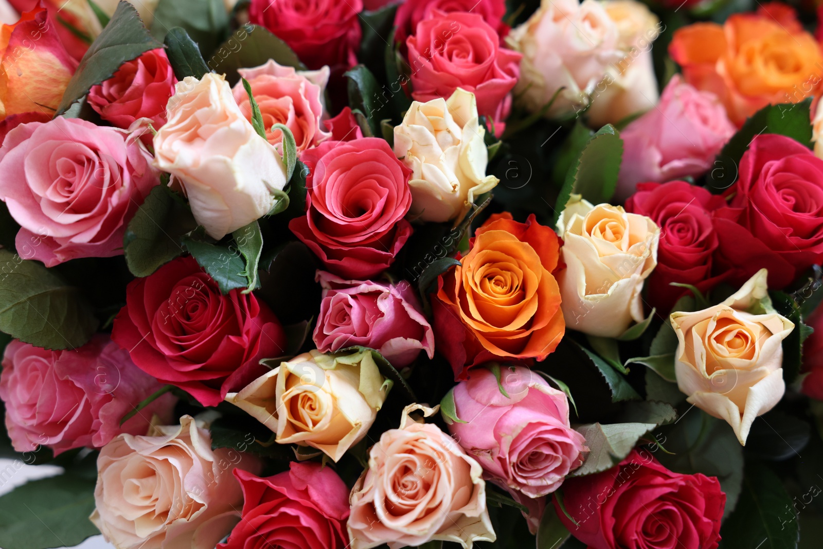 Photo of Bouquet of beautiful roses as background, closeup