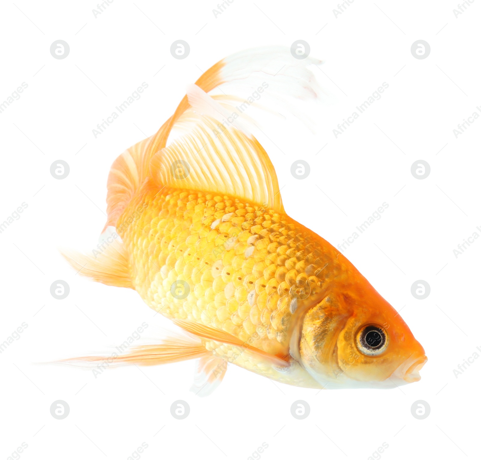 Photo of Beautiful bright small goldfish isolated on white