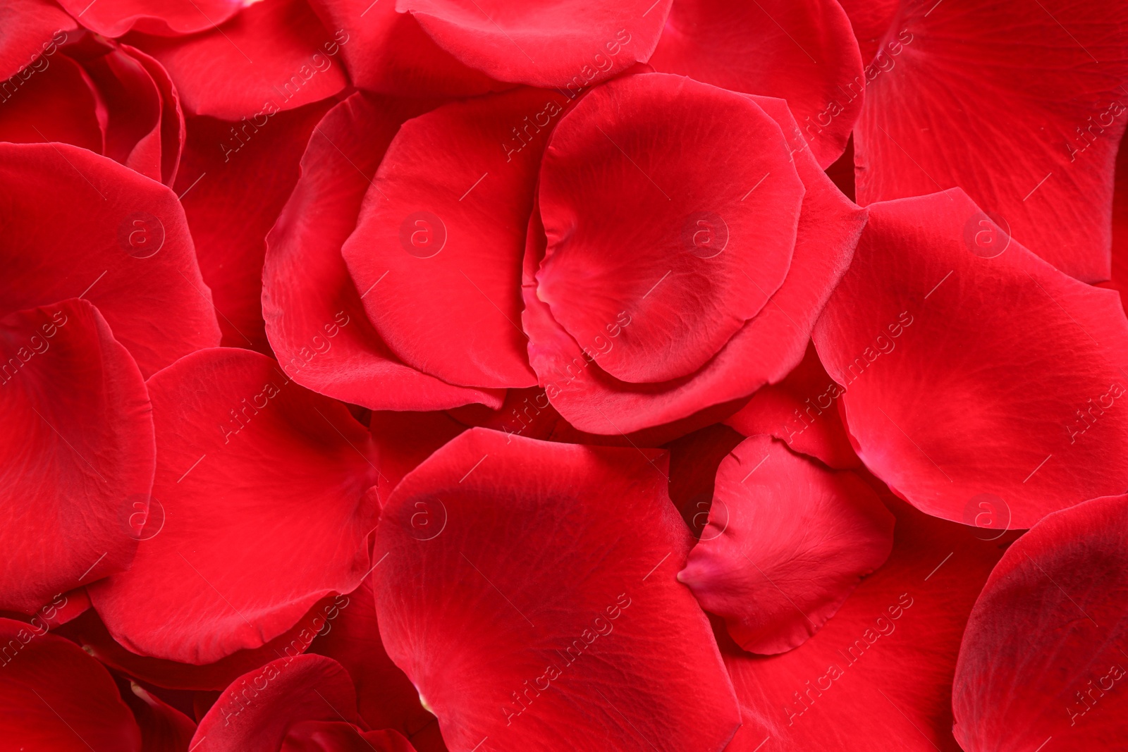 Photo of Fresh red rose petals as background, closeup