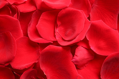 Fresh red rose petals as background, closeup