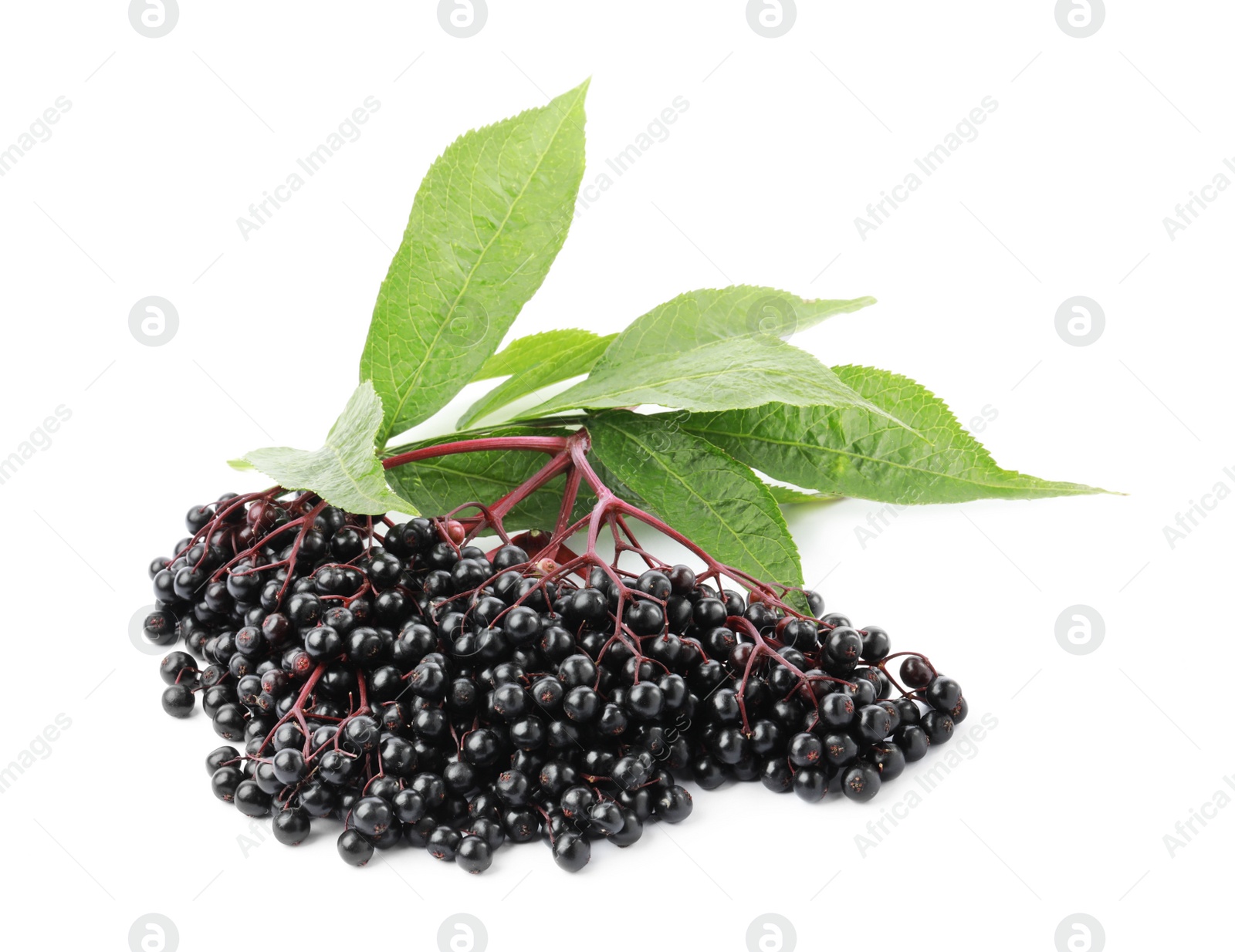 Photo of Bunch of ripe elderberries and green leaves isolated on white