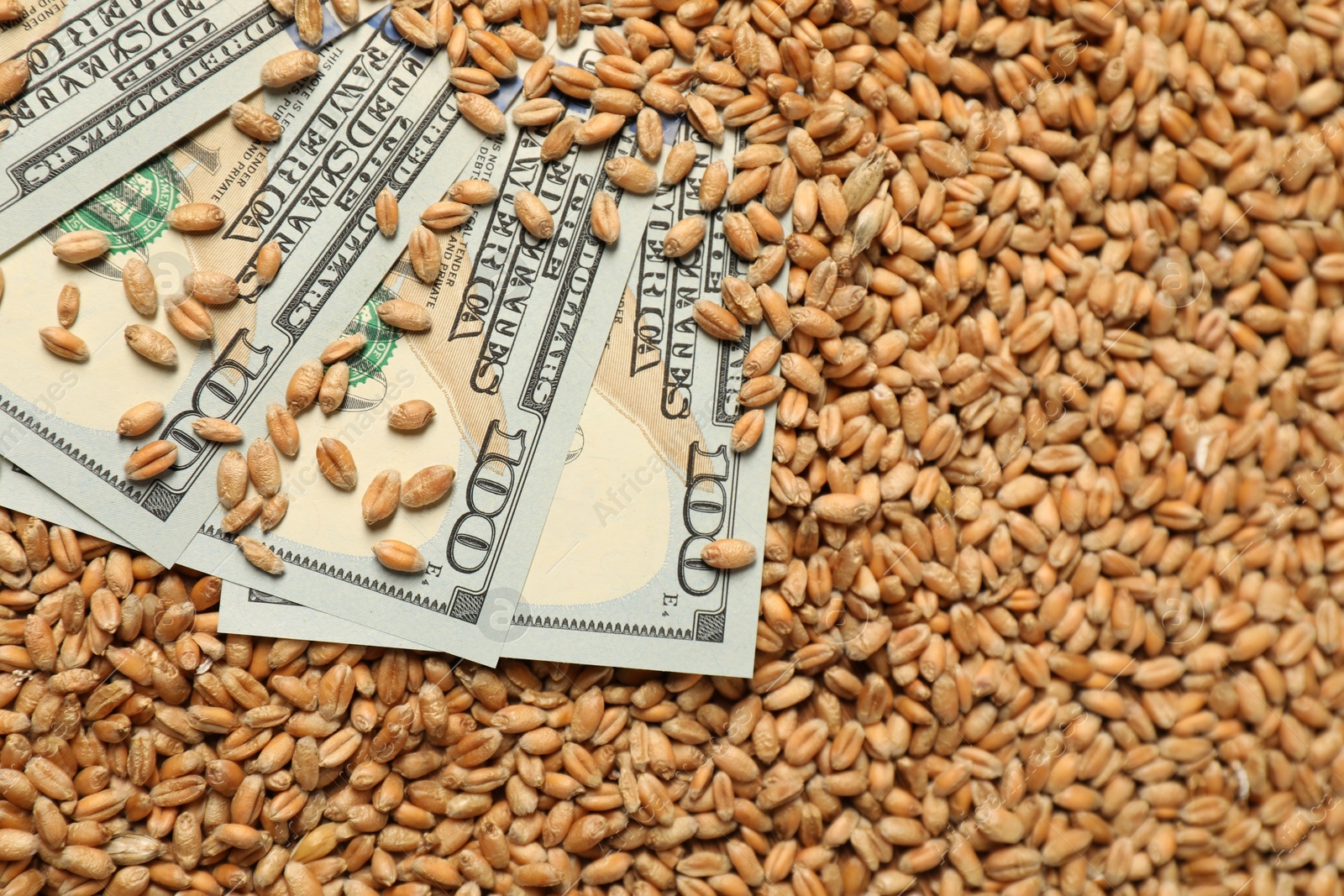 Photo of Dollar banknotes on wheat grains, top view. Agricultural business