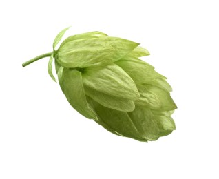 Fresh green hop flower isolated on white