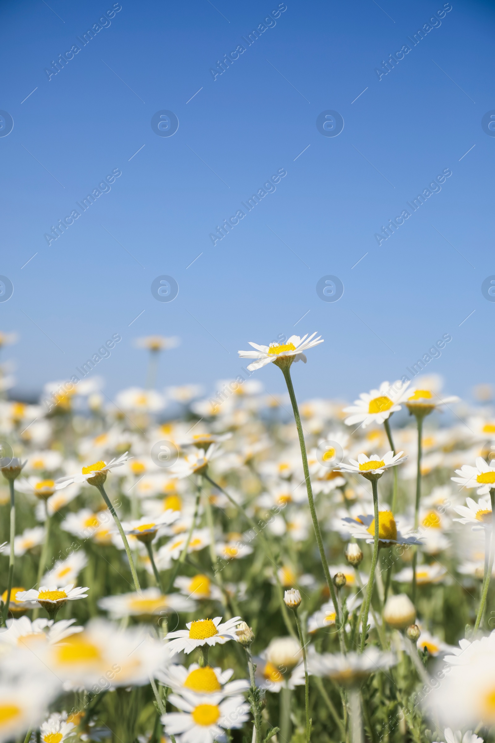 Photo of Closeup view of beautiful chamomile field on sunny day