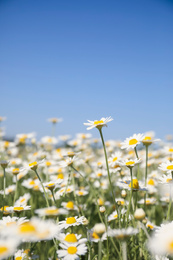 Closeup view of beautiful chamomile field on sunny day