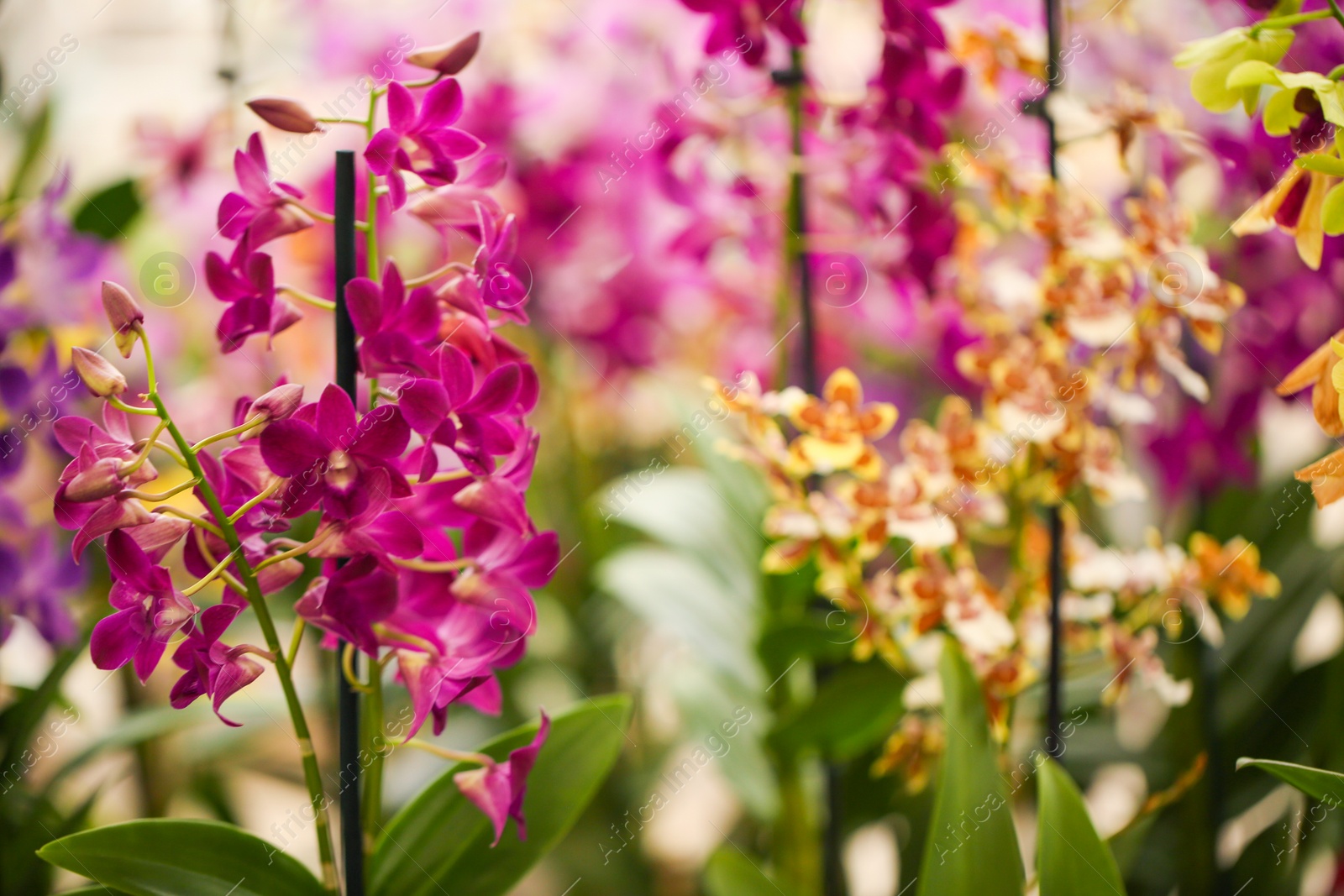 Photo of Beautiful orchid flowers on blurred background, closeup. Tropical plant