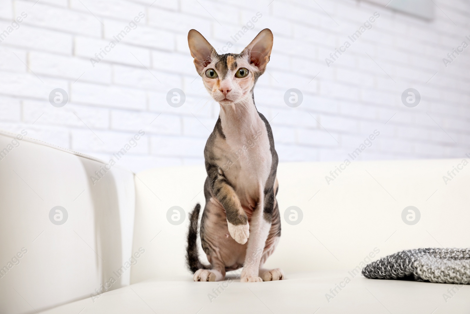 Photo of Adorable Sphynx cat looking into camera at home. Cute friendly pet