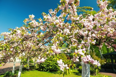 Beautiful blossoming trees with flowers in park on sunny day