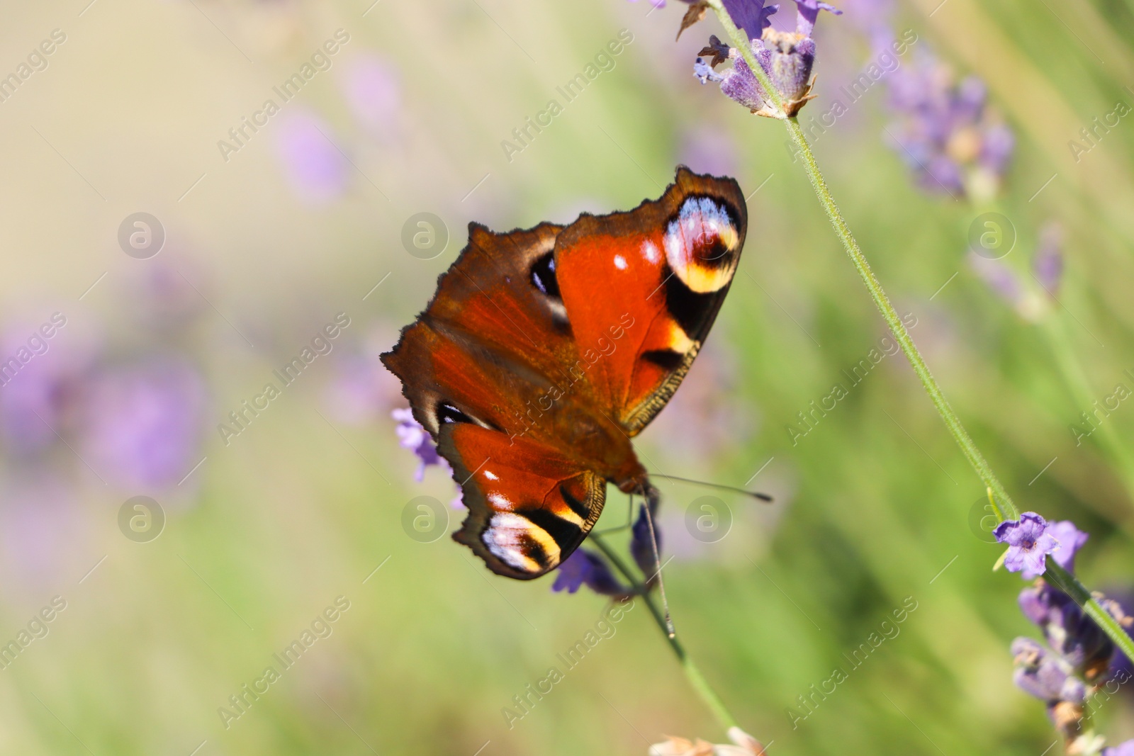 Photo of Beautiful butterfly in lavender field on sunny day, closeup