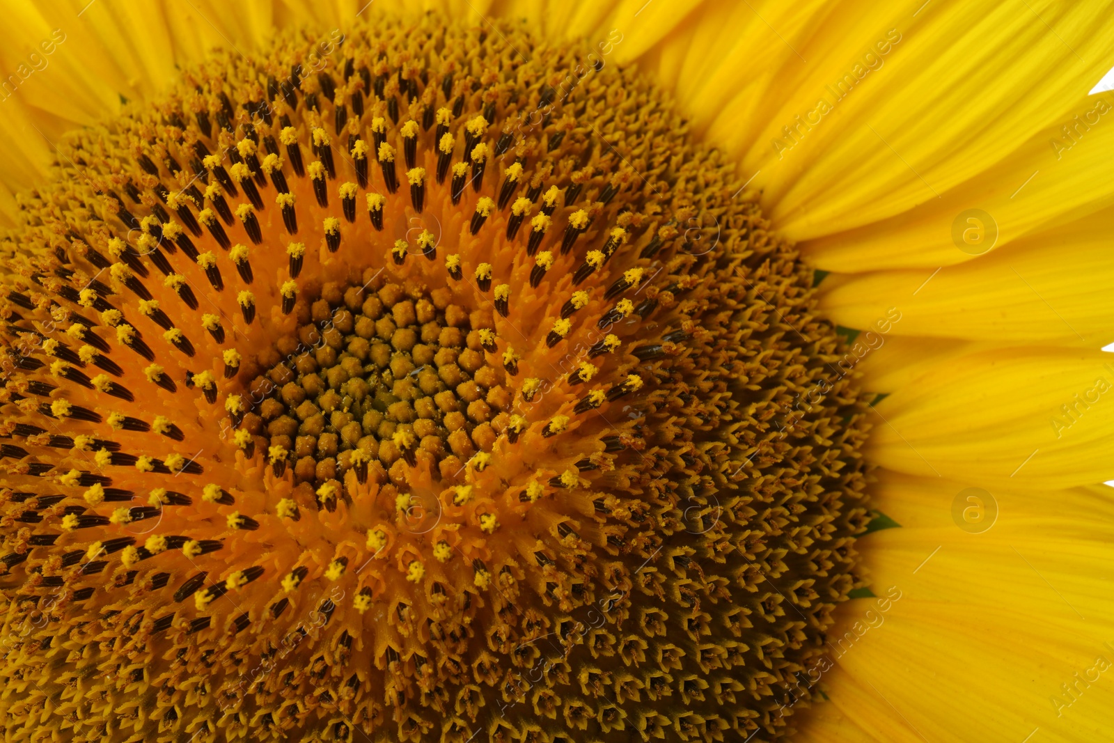 Photo of Beautiful bright yellow sunflower as background, closeup