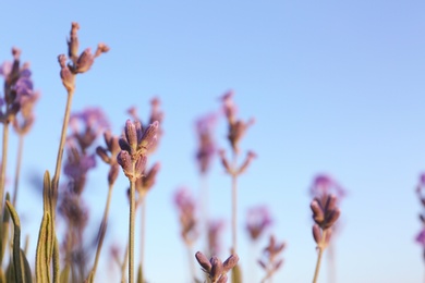 Beautiful sunlit lavender flowers under blue sky outdoors, closeup view