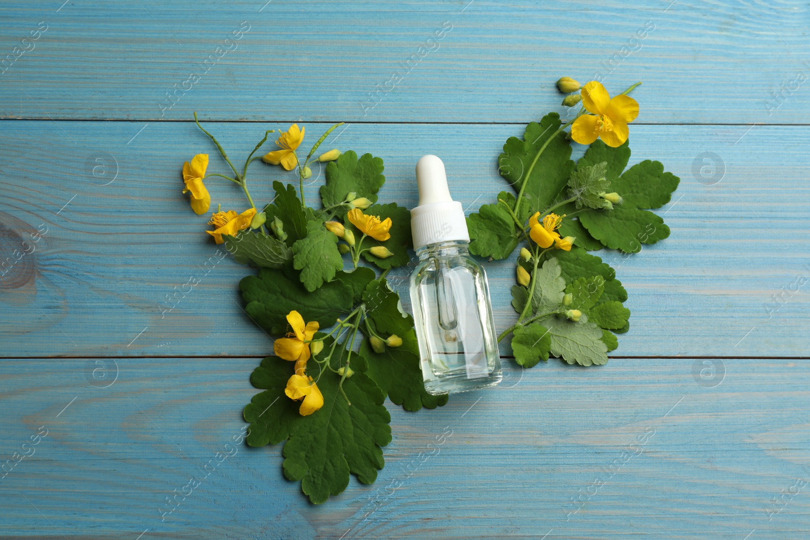 Photo of Bottle of natural celandine oil and flowers on light blue wooden table, flat lay