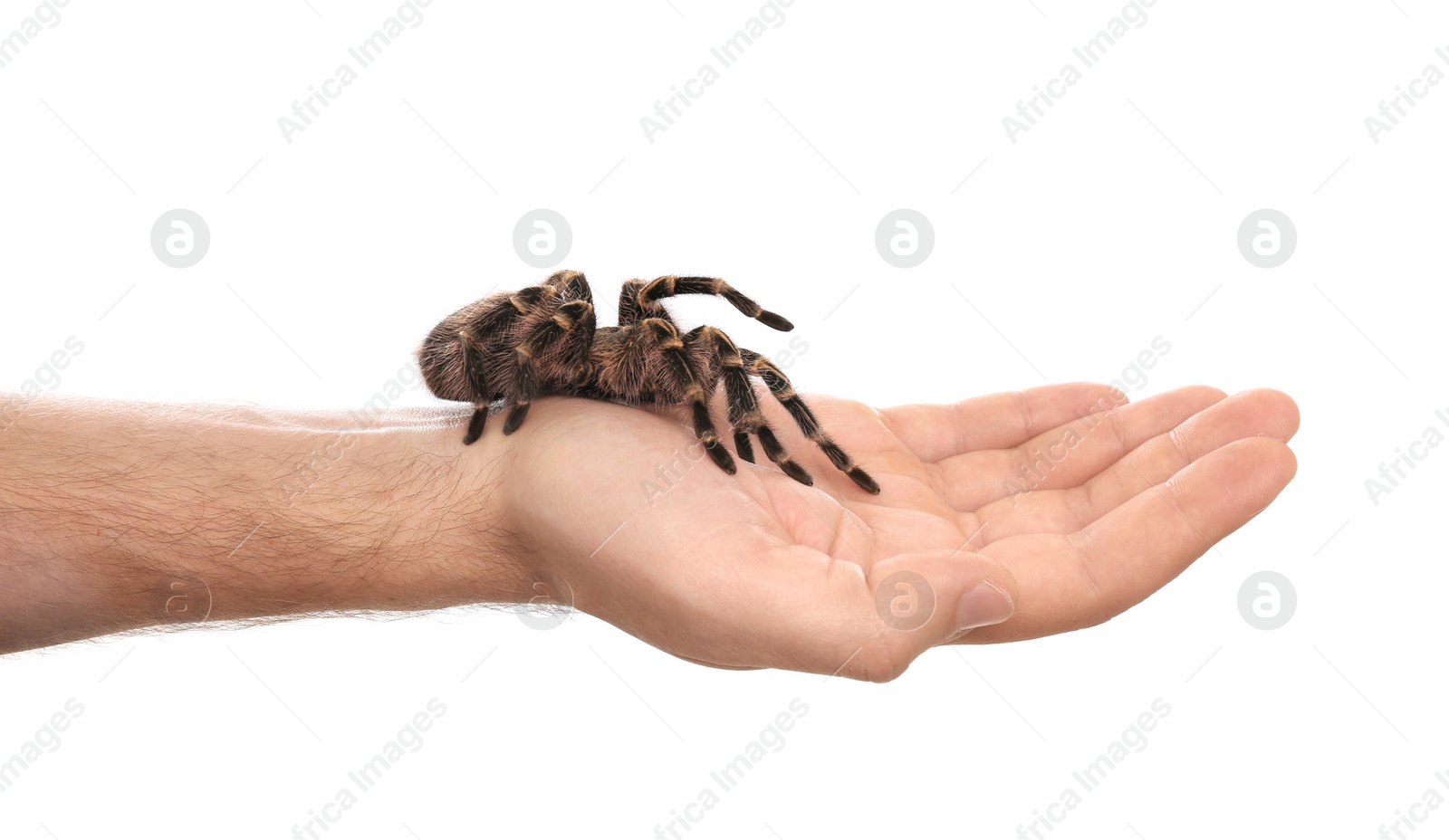 Photo of Man holding striped knee tarantula on white background, closeup