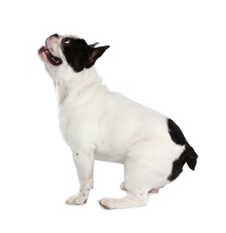 Photo of French bulldog on white background. Adorable pet