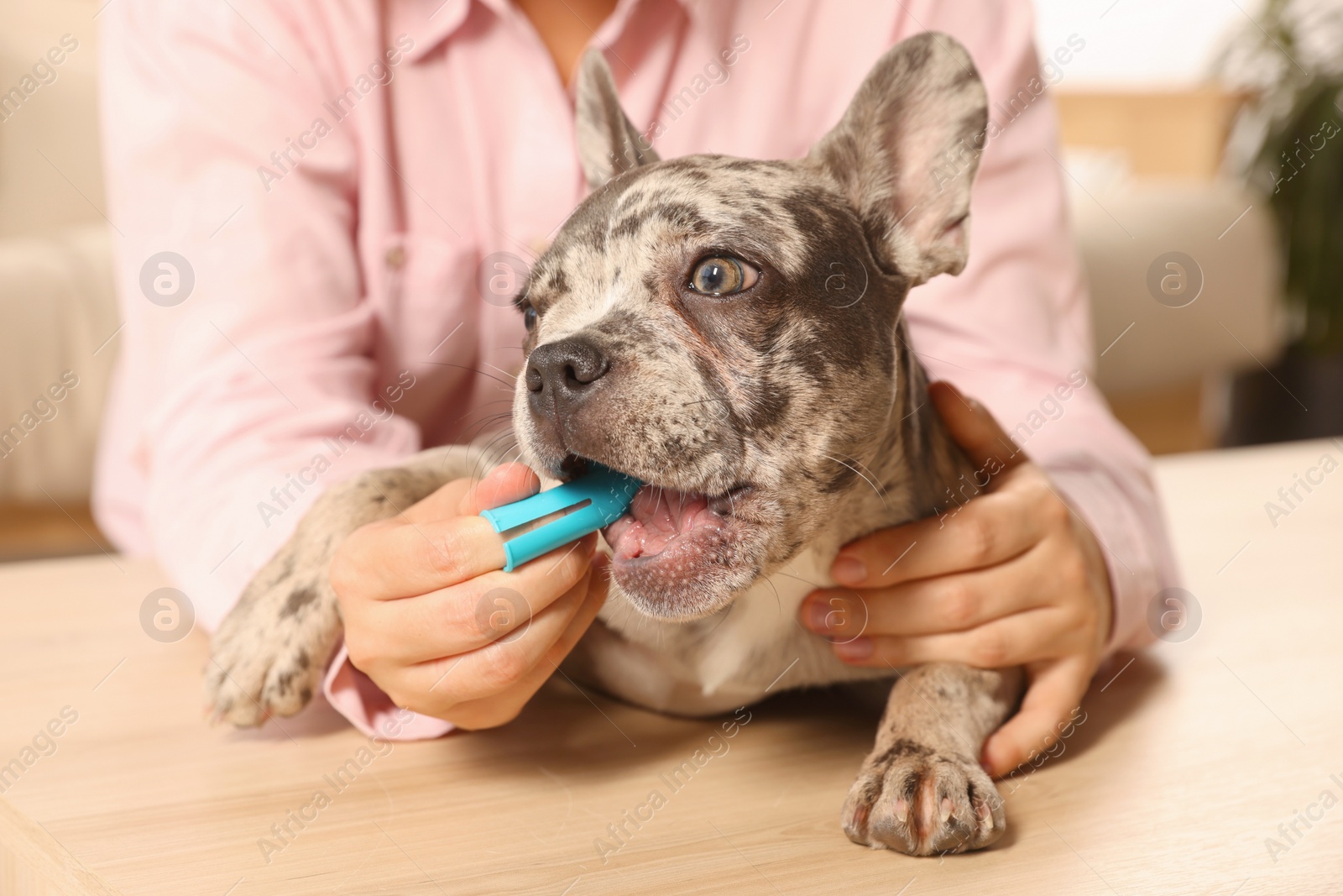 Photo of Woman brushing dog's teeth at table indoors, closeup