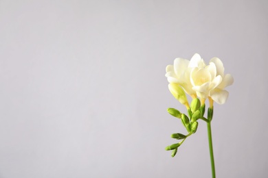 Photo of Beautiful freesia with fragrant flowers on grey background. Space for text
