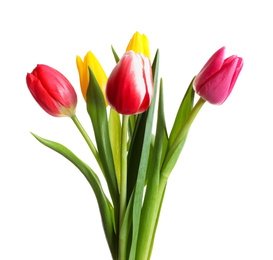Photo of Beautiful bright spring tulips on white background