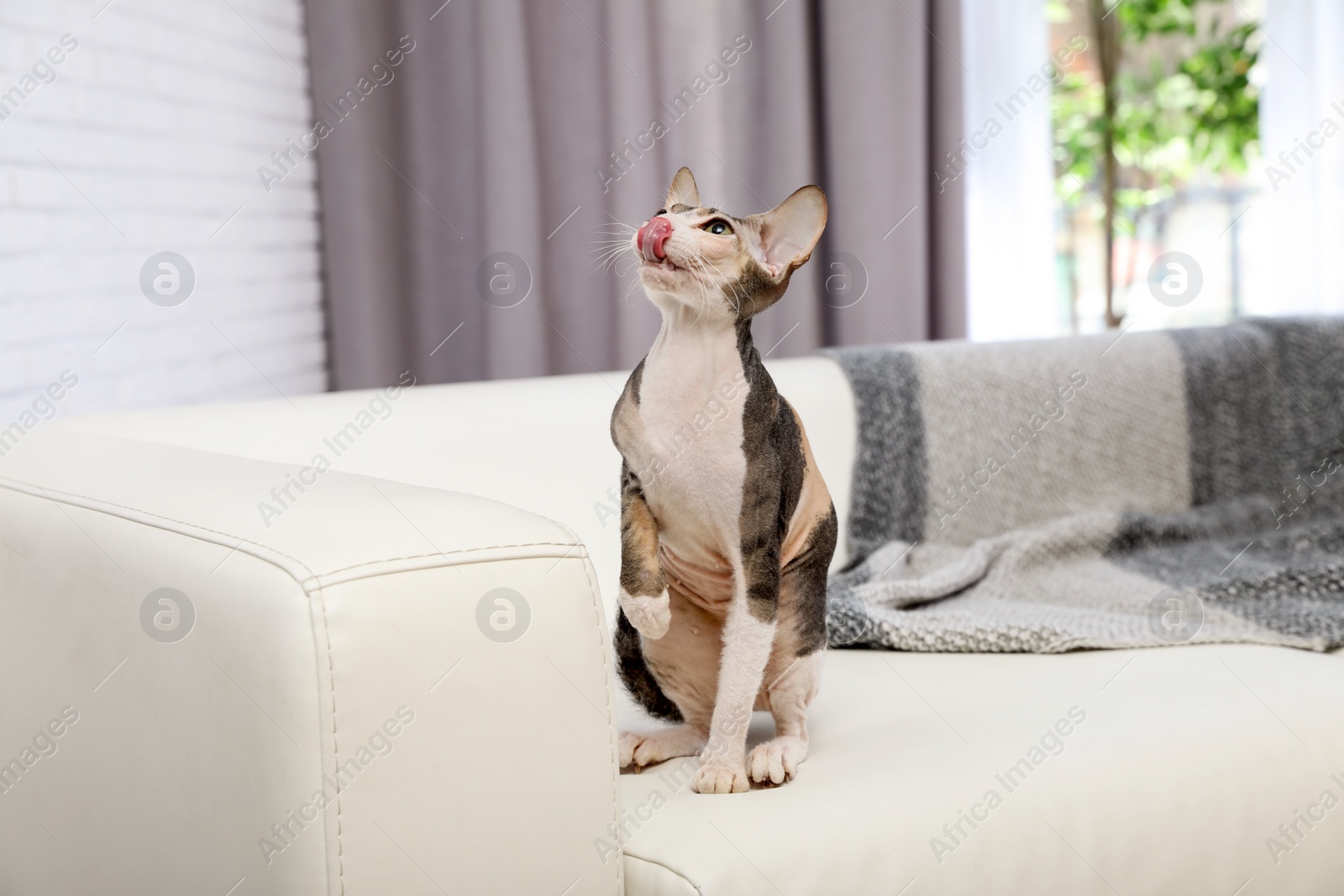 Photo of Adorable Sphynx cat on sofa at home. Cute friendly pet