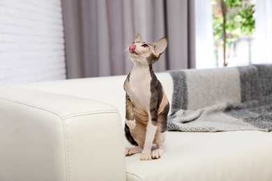 Adorable Sphynx cat on sofa at home. Cute friendly pet