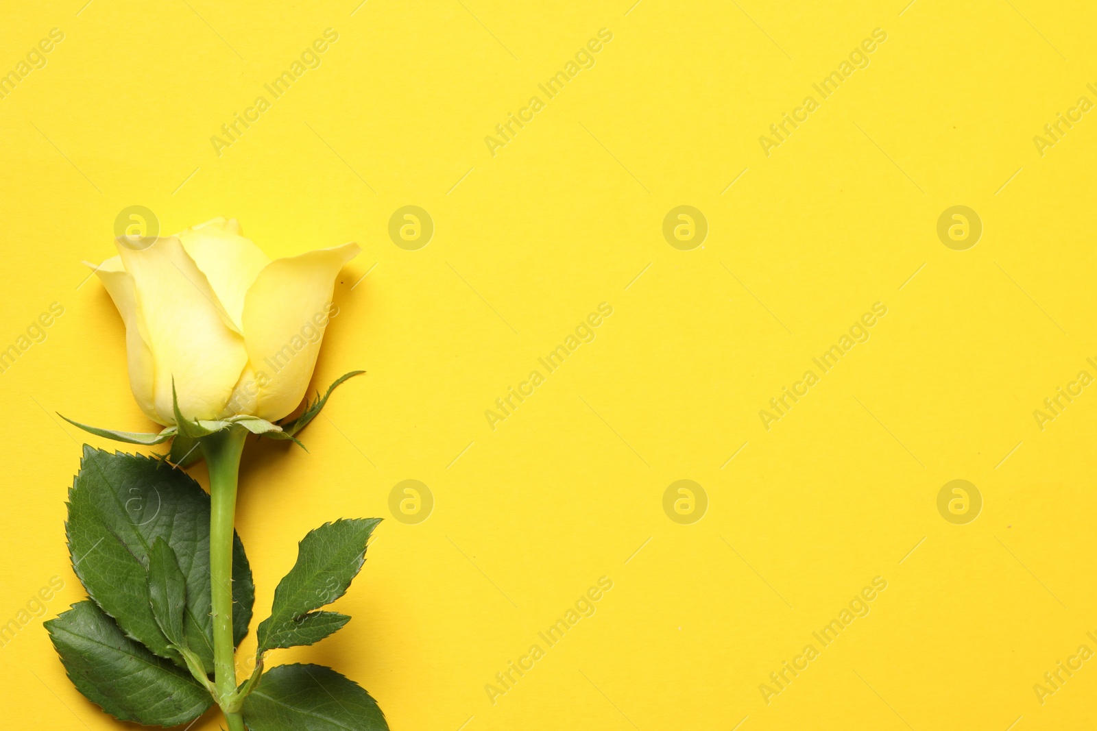 Photo of Beautiful rose on yellow background, top view. Space for text