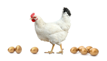 Image of Chicken and golden eggs on white background