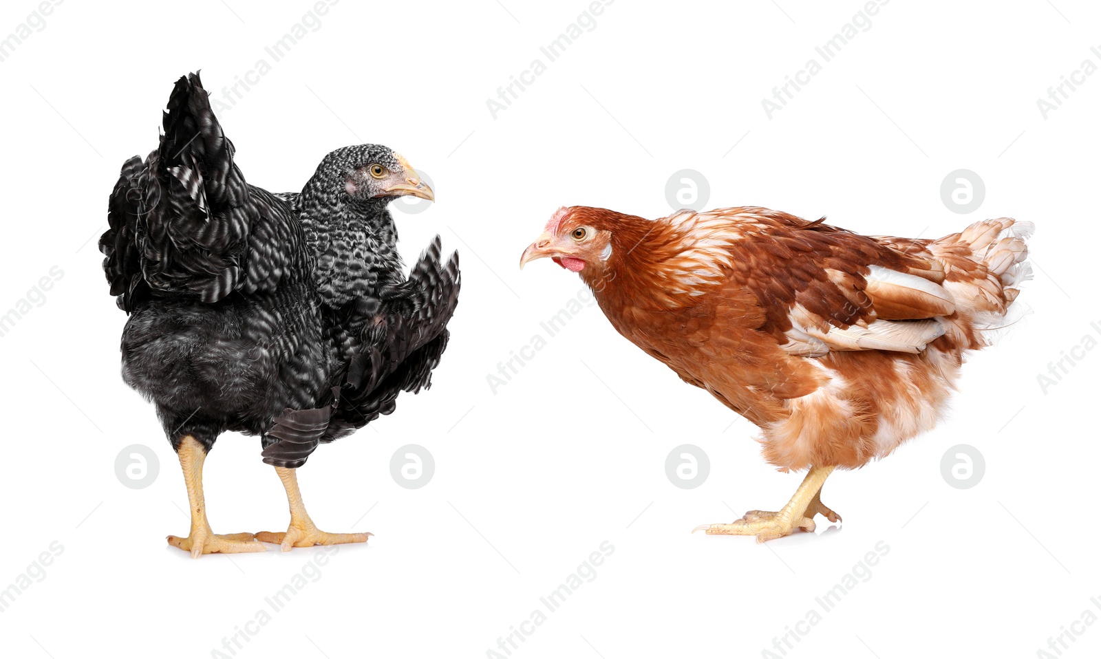 Photo of Two different beautiful chickens on white background. Domestic animals