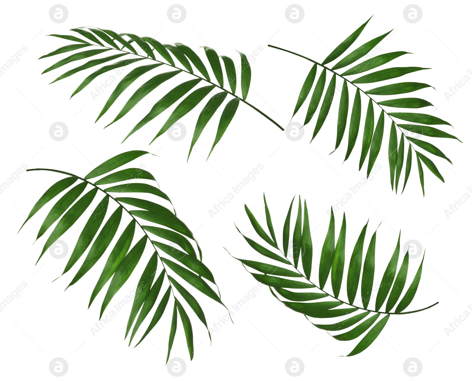 Image of Set of tropical leaves on white background