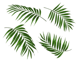 Image of Set of tropical leaves on white background