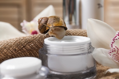 Snail and jar of cream on burlap, closeup