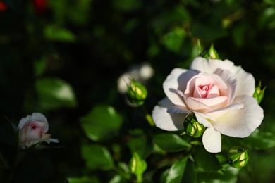 Photo of Beautiful rose in blooming garden on sunny day