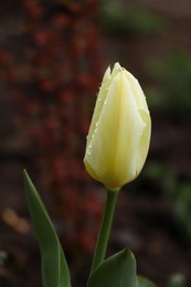 Photo of Beautiful fresh tulip with water drops outdoors on spring day, closeup