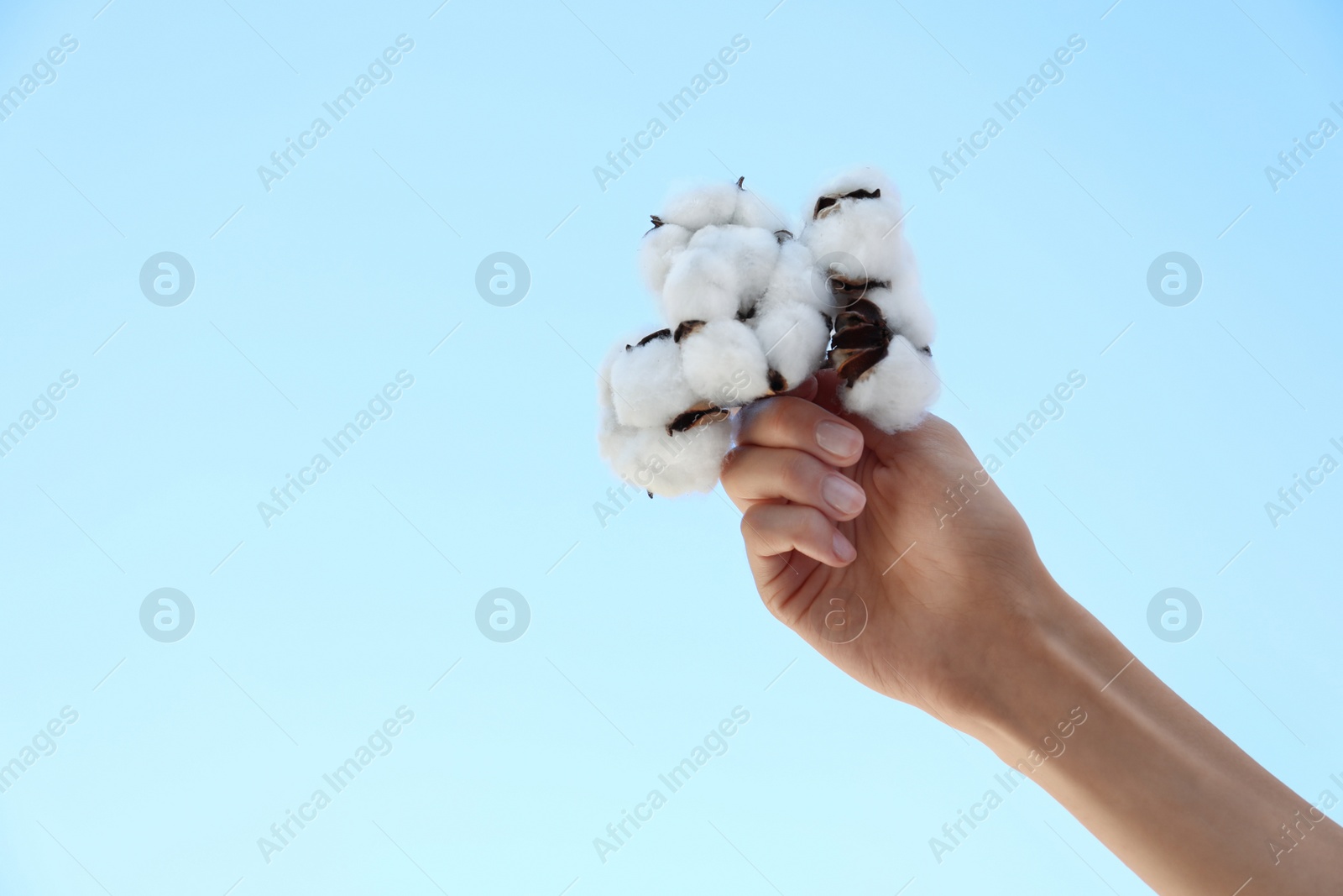 Photo of Woman holding cotton flowers against blue sky, closeup. Space for text