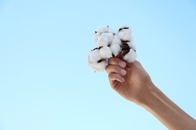 Woman holding cotton flowers against blue sky, closeup. Space for text