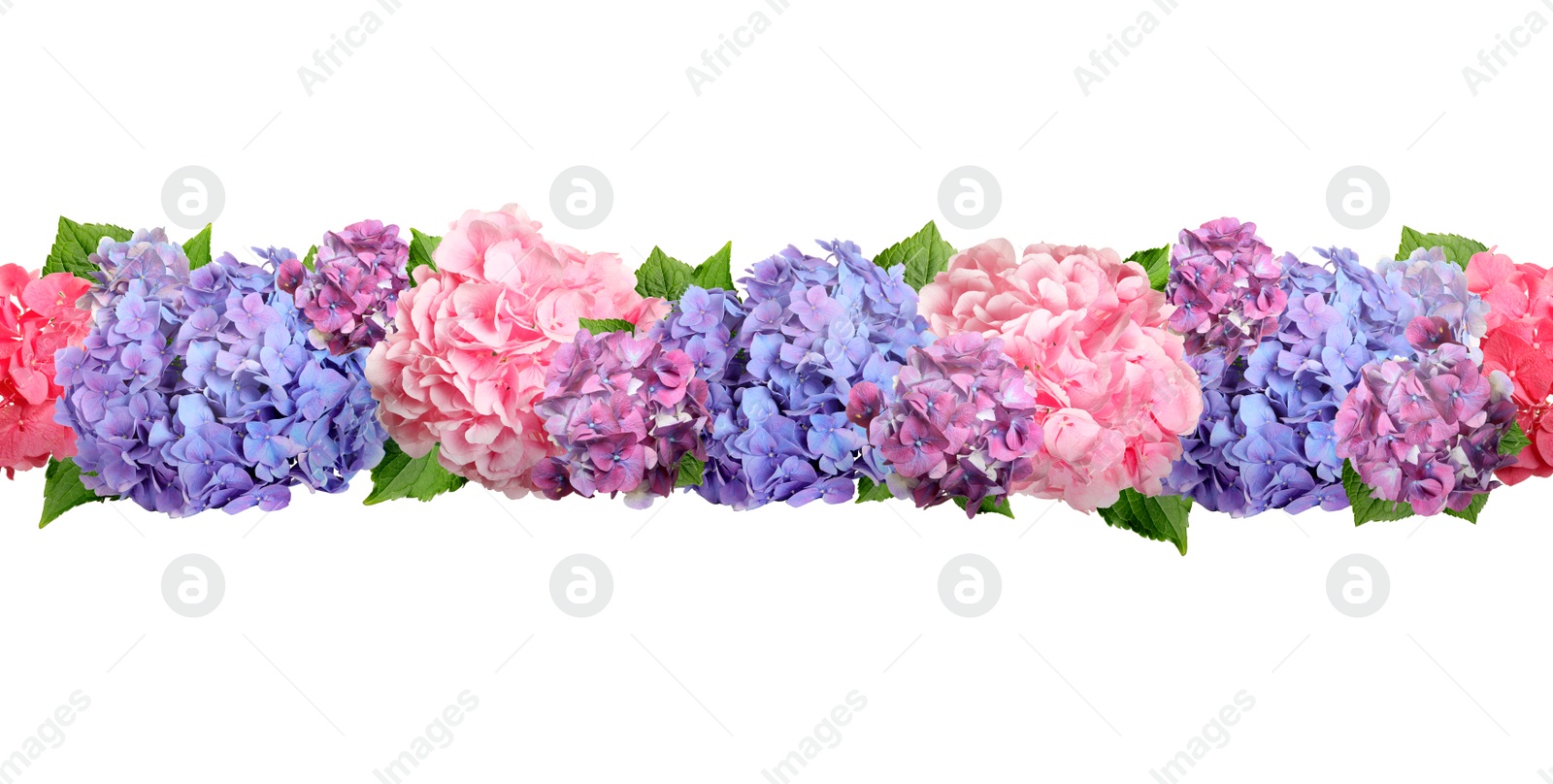 Image of Delicate beautiful hortensia flowers with green leaves on white background, top view. Banner design