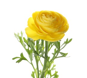Photo of Beautiful yellow ranunculus flower on white background