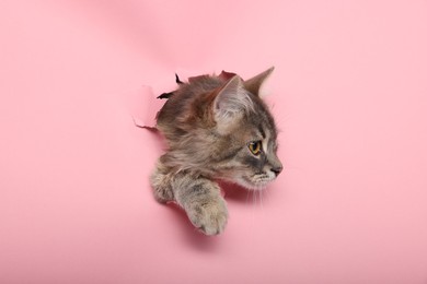 Photo of Cute cat looking through hole in pink paper