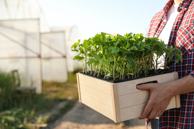 Man holding wooden crate with tomato seedlings near greenhouse outdoors, closeup