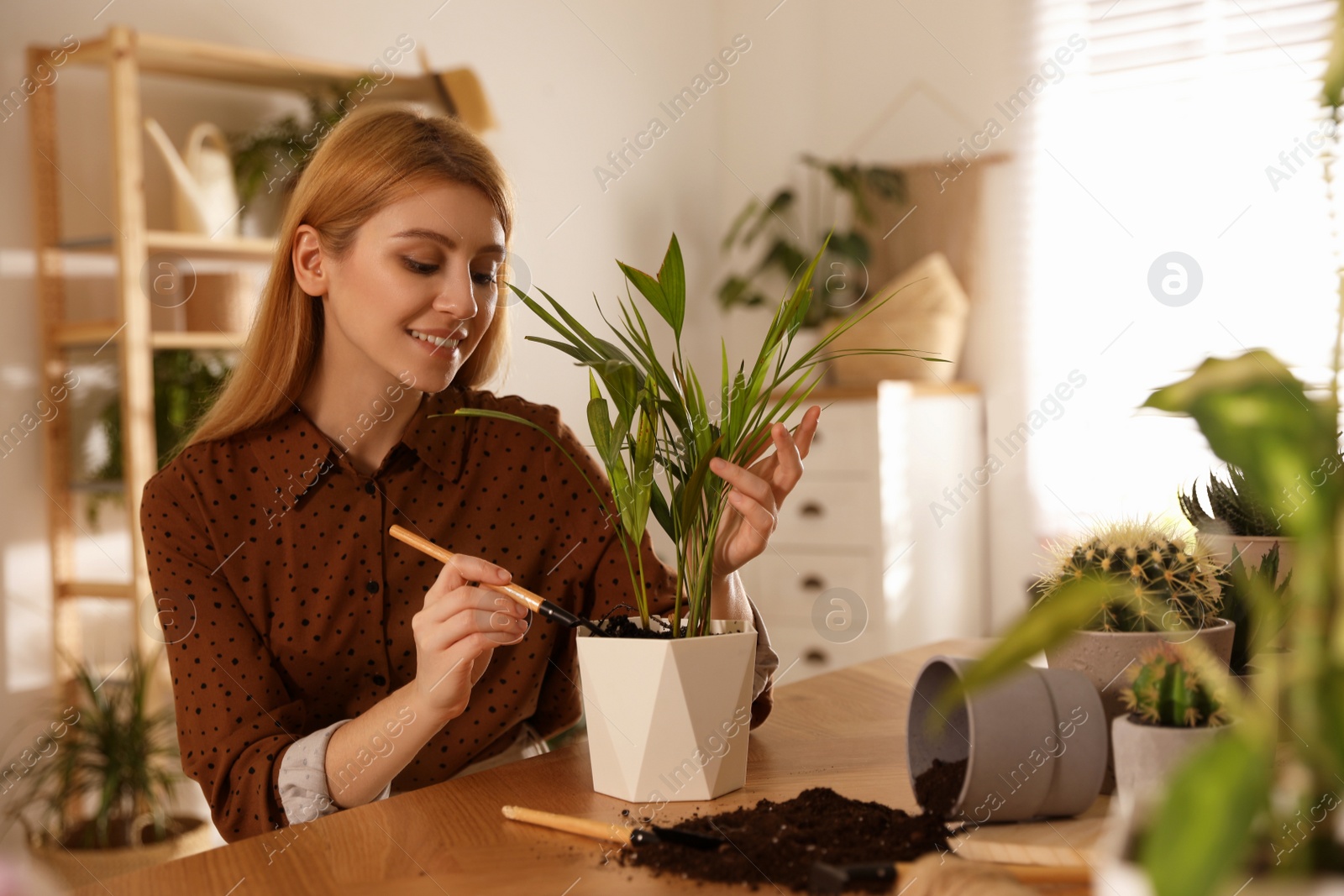 Photo of Young woman potting beautiful plant at home. Engaging hobby