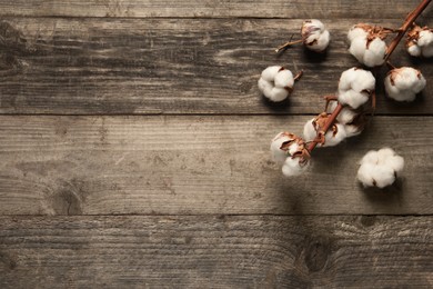 Photo of Dry cotton branch with fluffy flowers on wooden table, flat lay. Space for text