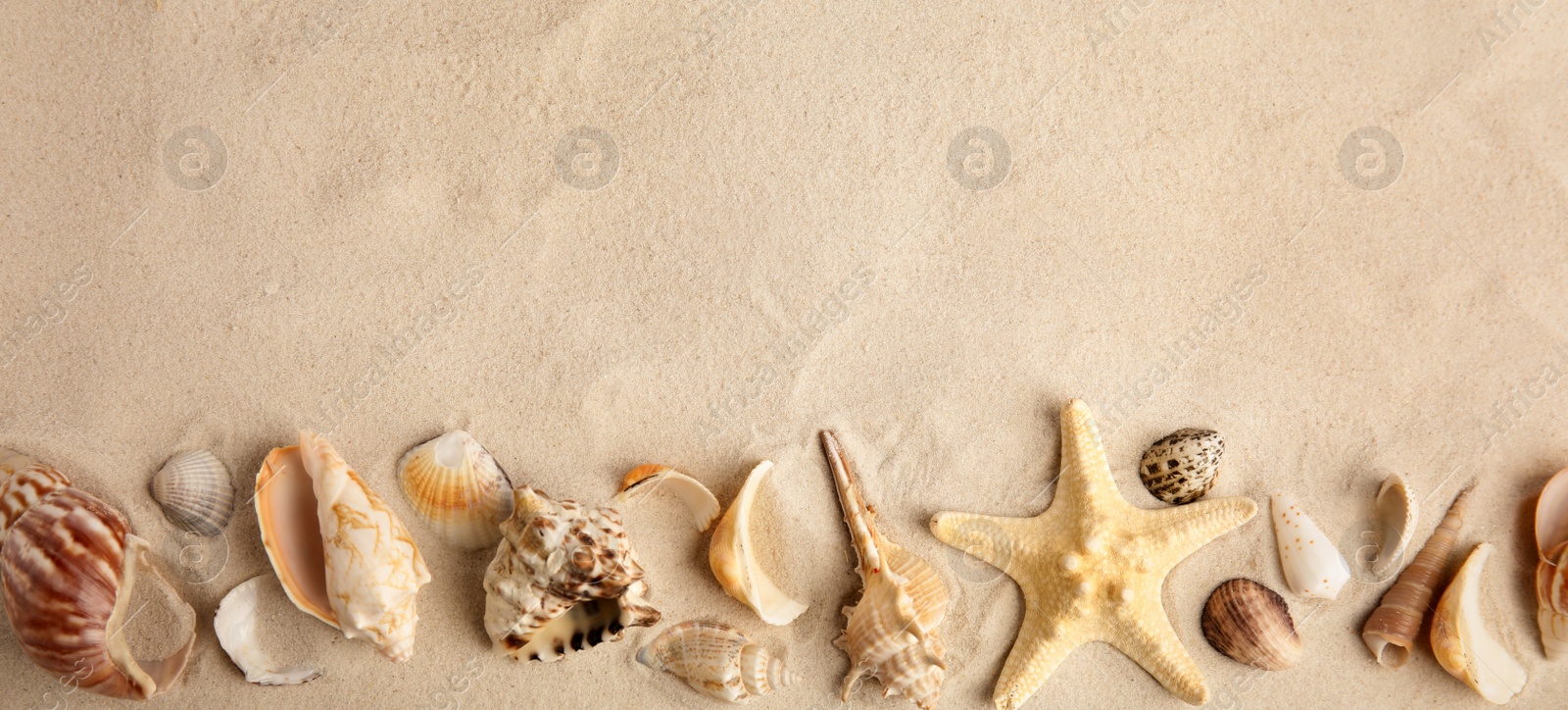 Photo of Flat lay composition with beautiful starfish and sea shells on sand, space for text