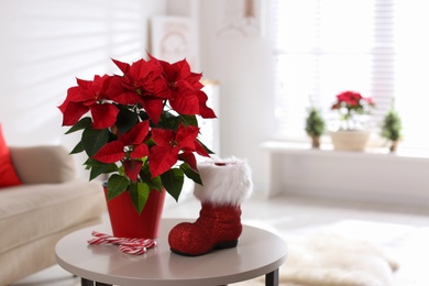 Photo of Beautiful poinsettia, red boot and candy canes on table indoors, space for text. Traditional Christmas flower