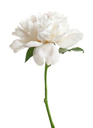 Photo of Beautiful blooming peony flower on white background