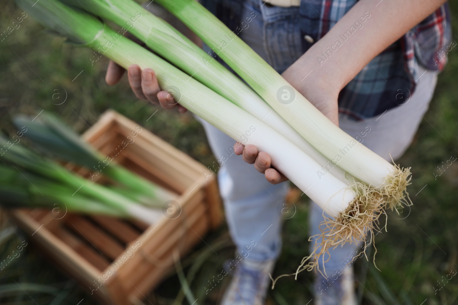 Photo of Woman holding fresh raw leeks outdoors, above view