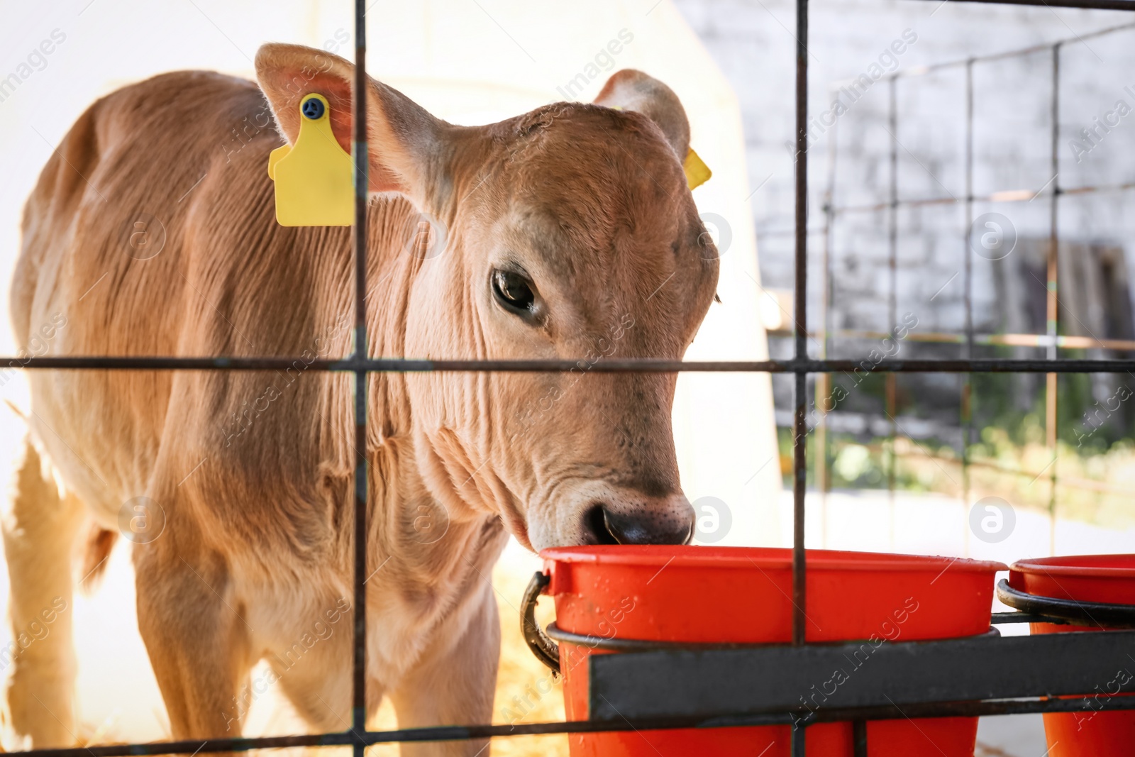 Photo of Pretty little calf near fence on farm, closeup. Animal husbandry