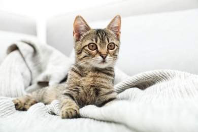 Photo of Grey tabby cat on knitted blanket. Adorable pet
