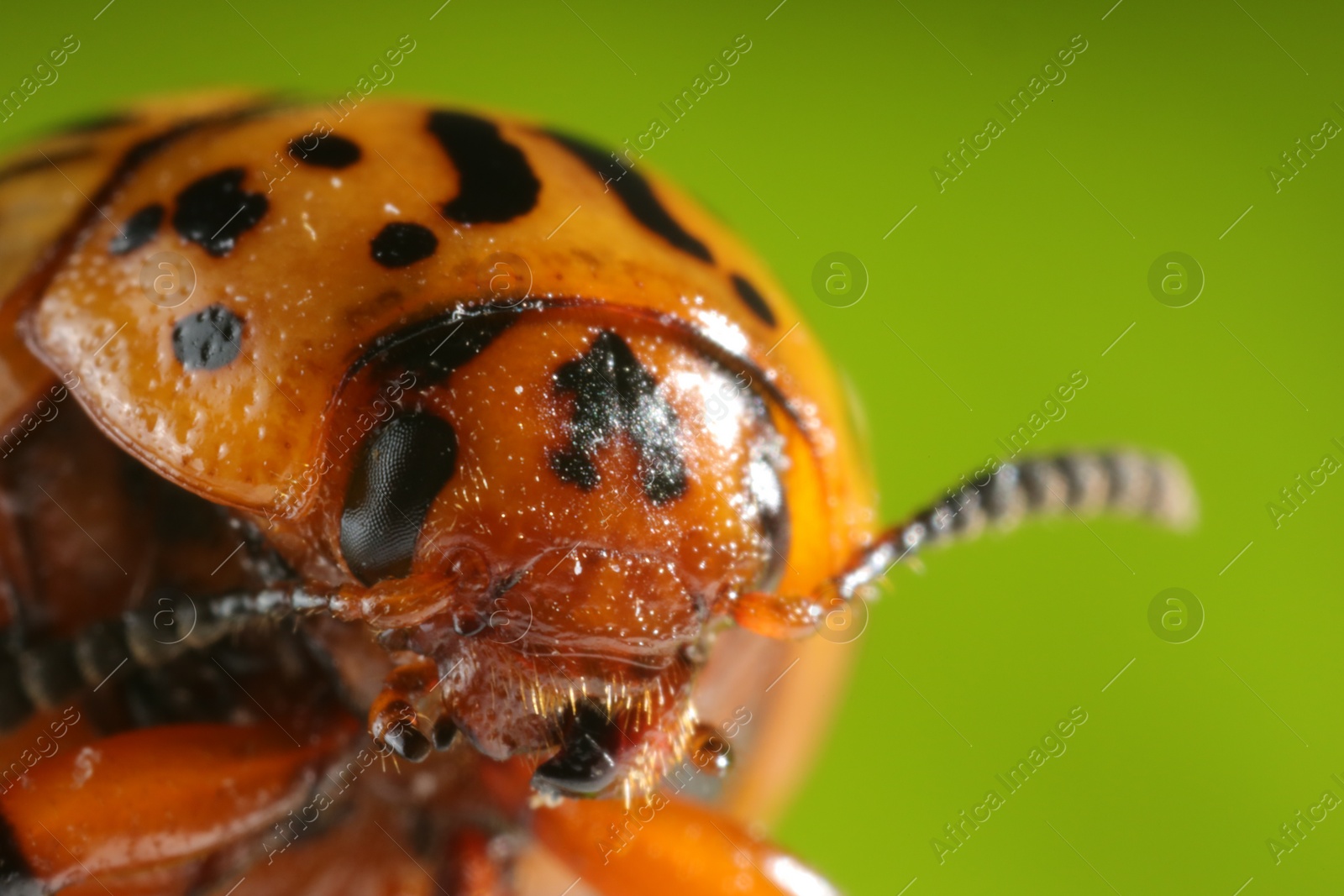 Photo of Colorado beetle on green background, macro view. Space for text