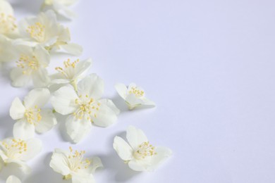 Photo of Beautiful jasmine flowers on white background, closeup. Space for text