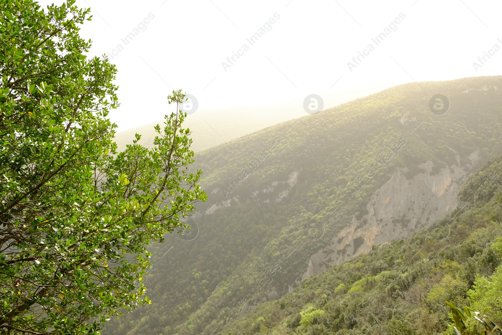 Photo of Picturesque view of green forest in mountains