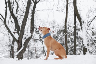 Cute ginger dog sitting in snowy forest