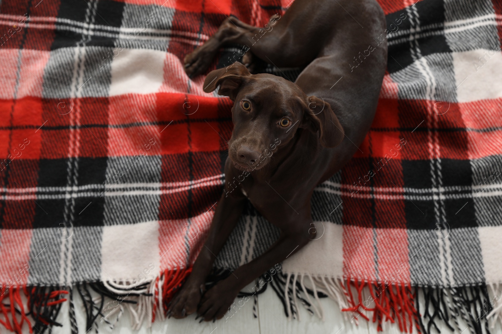 Photo of Adorable dog lying on plaid, above view